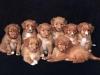 Purdy and Copper\'s Litter