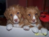 Reggie and Becky at 8 weeks