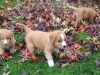 Rivers, Pups in the leaves 7 weeks