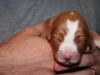 Thompson at 1 week old
