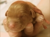 Riva newborn