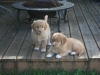 Feist and Clapton at 8 weeks