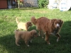 Glory and the puppies at 8 weeks