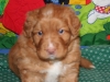 Guiness (Jasper) at 5 weeks