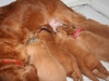 The 5 O\'Clock Somewhere Litter at 2 weeks