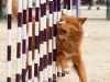 Barlow-agility-II