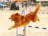 Barlow-agility-IV