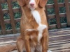 Charm-Topaz-Gigapixel-2x-scale