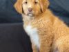 Nova_Puppy