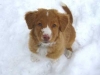 Max puppy in the snow