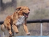Redg Agility June 2015_0003