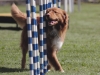 Redg Agility June 2015_0004