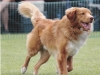 Redg Agility June 2015_0006