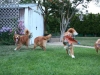 Red dogs having fun