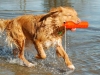 Fetch in the water