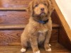 Wren-8-weeks