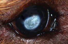 The Companion Animal Eye Registry Readyfor Tollers