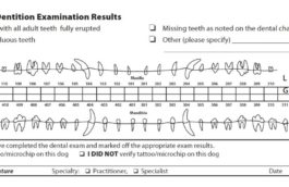 dentition2