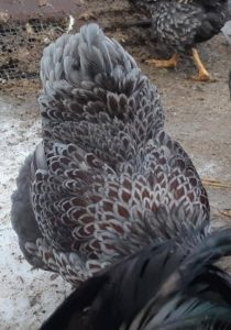 Blue Laced Red Wyandotte2